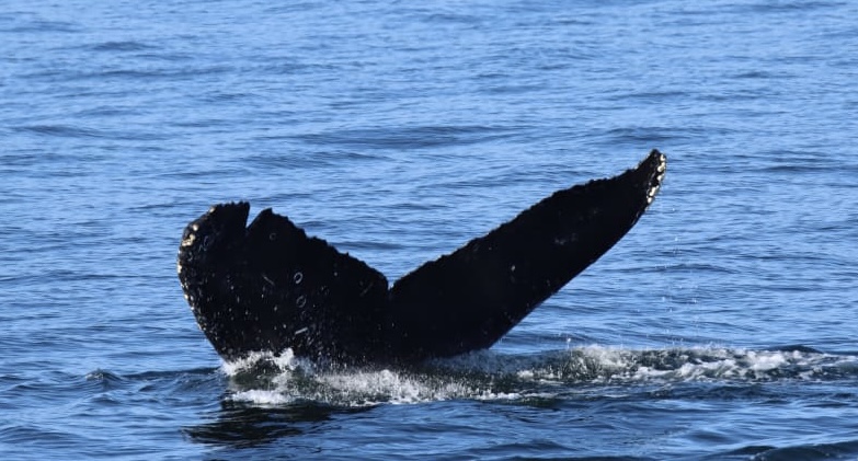 whalewatching humpback whale