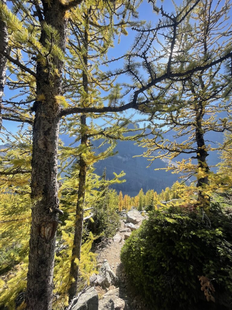 Larches in Banff