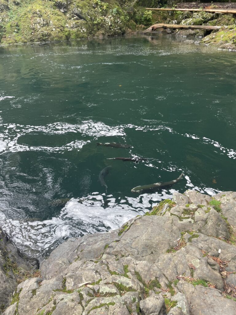 Salmons in Stamp River
