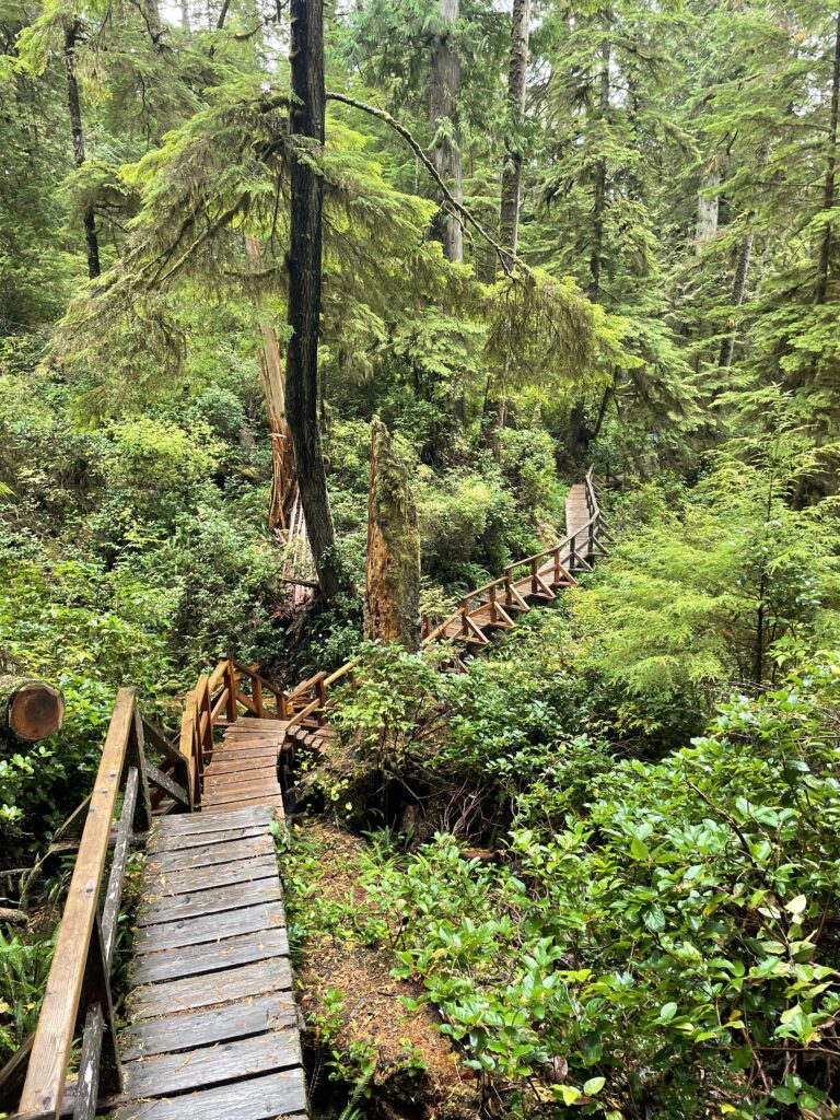Rainforrest trail 