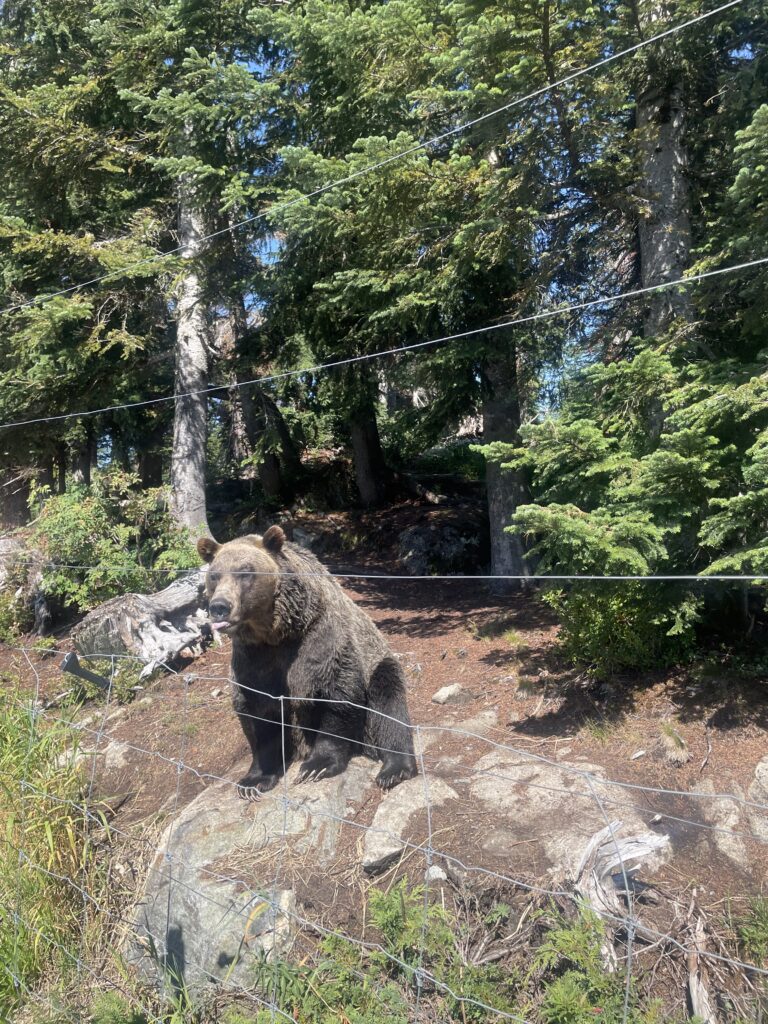 Bear