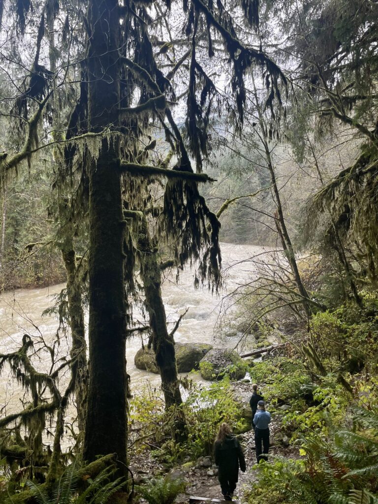 Forrest at Maquam falls